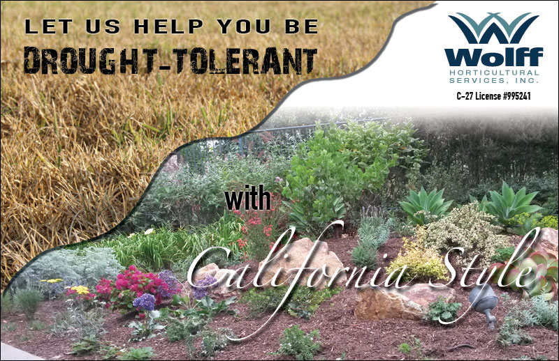 Let us help you be DROUGHT-TOLERANT with CALIFORNIA STYLE